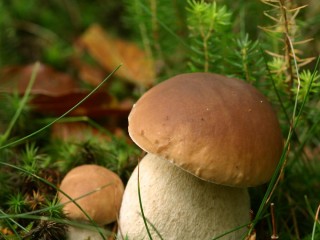 boletus edulis