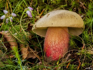 boletus calopus