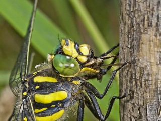 cordulegaster boltoni