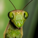 mantis-religiosa