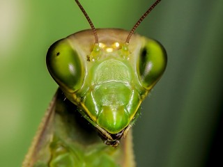 mantis religiosa