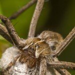 nursery-web-spider