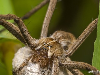 nursery web spider