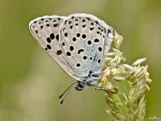 Large Blue