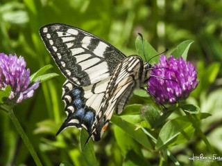 Swallowtail