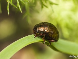 Chrysolina peregrina