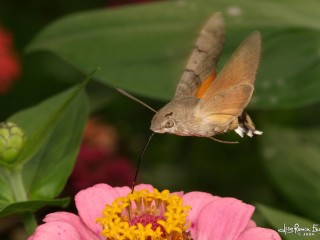 Macroglossum stellatarum