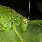greatgreen-bush-cricket