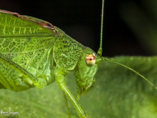 greatgreen bush-cricket