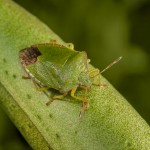 green-shield-bug