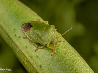 green shield bug