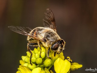 drone fly