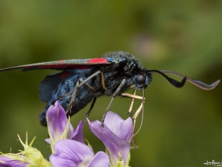 zygaena trifolii