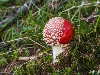 amanita muscaria