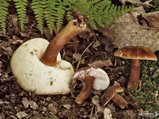 gyroporus castaneus