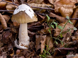 Amanita battarrae