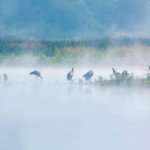 ciguena-blanca-salburua